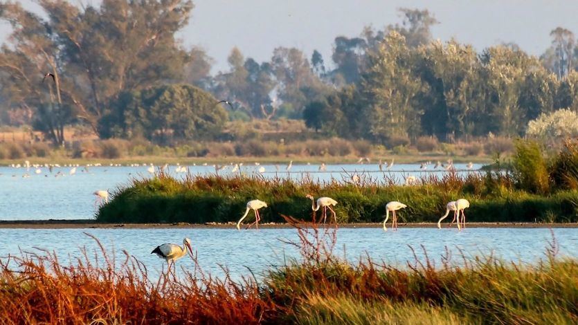 Parque natural de Doñana