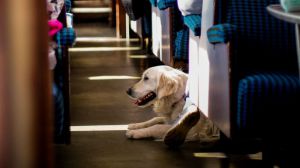 Cómo se puede viajar con perros de hasta 40 kilos en trenes AVE de Renfe