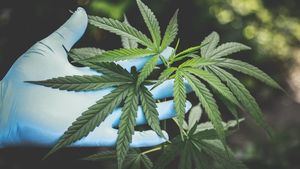 Los expertos en dolor reclaman una ley que regule y permita el cannabis medicinal