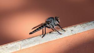 Sanidad impulsa un plan de alertas para las enfermedades que transmiten los mosquitos