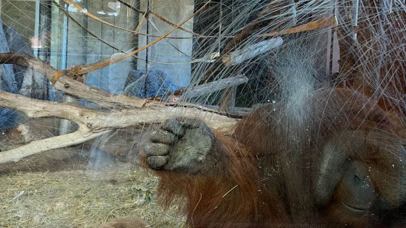 Orangután en el zoo de Barcelona