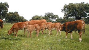 El Gobierno elimina las restricciones al movimiento de ganado bovino en Castilla y León tras los incidentes