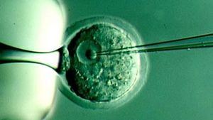 Una investigación logra crear embriones humanos sólo a base de células madre