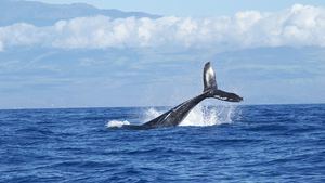Primera ballena jorobada muerta en las costas de Galicia en 12 años