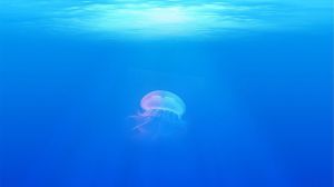Qué hacer y qué no si te pica una medusa en la playa