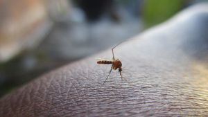 Alerta en Estados Unidos por varios casos locales de malaria