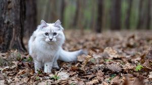 Canarias permite la caza de perros y gatos hasta la entrada en vigor de la ley de bienestar animal