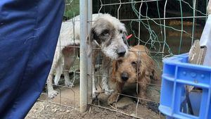 Canarias revoca la normativa que permitía la caza de perros, gatos y hurones silvestres