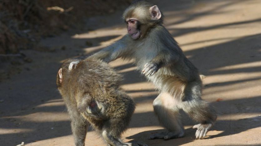 Monos macacos