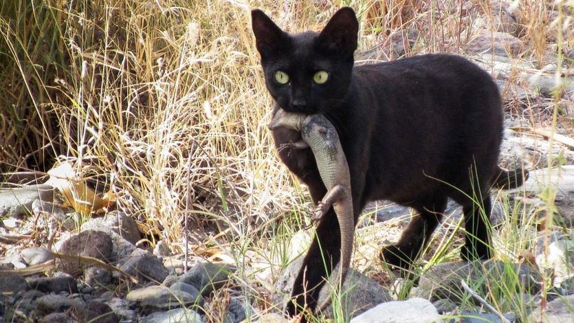 Gato cazando un ejemplar de Gallotia stehlini, especie endémica de Gran Canaria