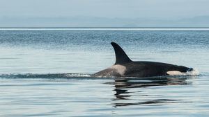 La 'BBC', preocupada por las orcas que atacan a las embarcaciones en España