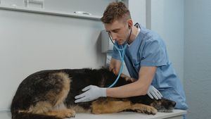 Los mejores seguros veterinarios para perros y gatos