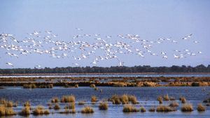 La Unesco insta a España a elaborar un informe sobre la conservación de Doñana antes de que finalice 2024