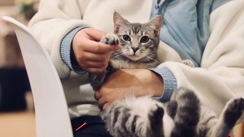 Veterinario atendiendo a un gato