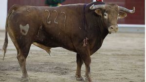Albacete: llegan las figuras y desaparece el toro