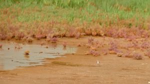 Las reservas de agua bajan pese a las fuertes lluvias: los embalses, al 36,8% de capacidad