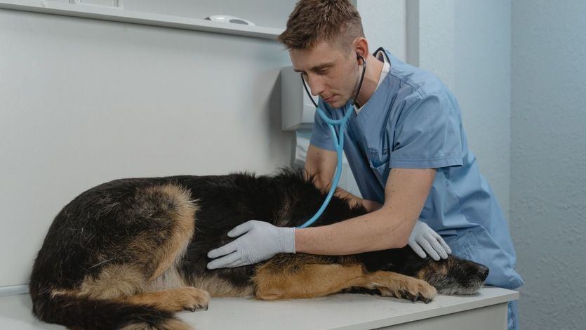 Veterinario atendiendo a un perro