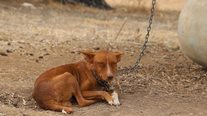 Un perro podenco usado para caza