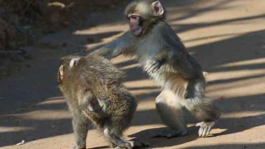 Monos macacos