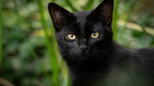 Día Internacional del gato negro: curiosidades sobre este animal