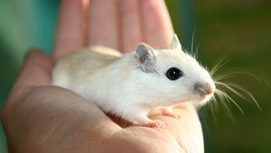 Las ratas tienen imaginación y pueden "mover" objetos sin desplazarse, según un estudio científico