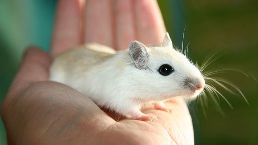 Las ratas tienen imaginación y pueden 'mover' objetos sin desplazarse, según un estudio científico