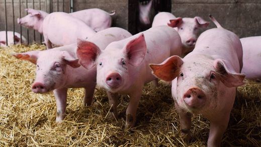 Cerdos de una granja en España