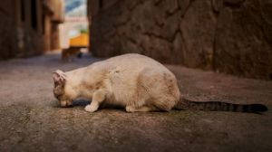 Un año de cárcel por envenenar a la gata de su vecino