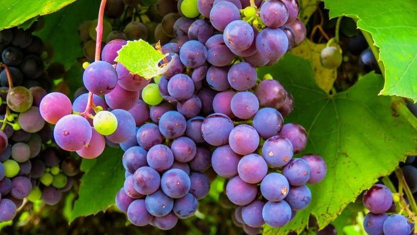 Estos son los múltiples usos de la uva para empresas