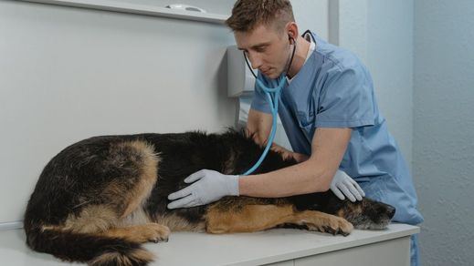 Veterinario atendiendo a un perro