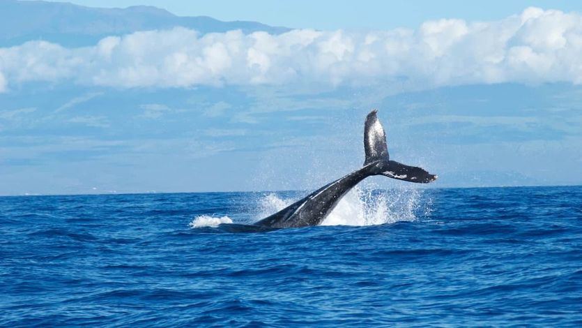3 lugares para el avistamiento de ballenas en las costas españolas