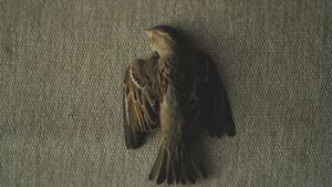 El pádel, el peor enemigo de las aves: cada vez más pájaros muertos