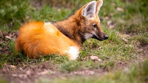 Zorro en la naturaleza