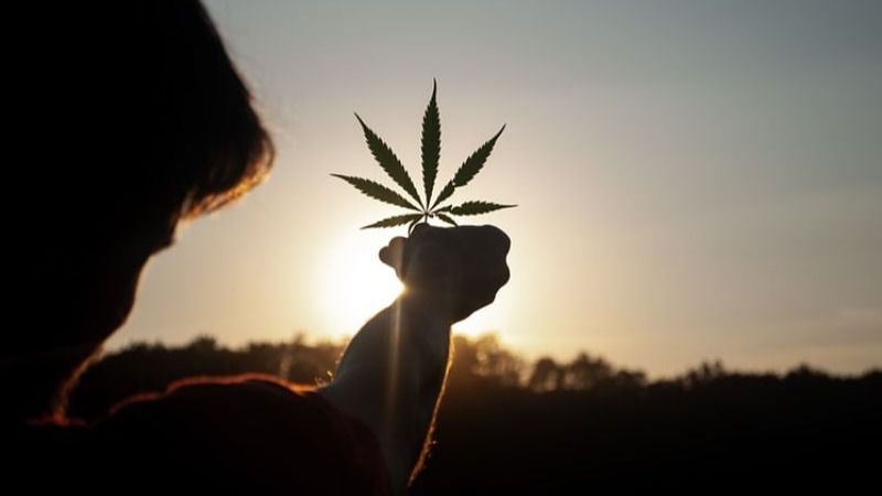 ¿Cuál es la mejor época del año para el cultivo legal de cannabis?