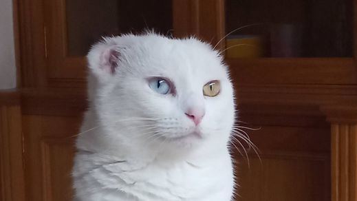 Gata blanca con ojos bicolor