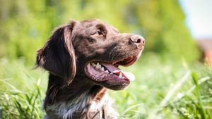 Buenísima noticia para los perros: ya hay una nueva vacuna contra la leishmania