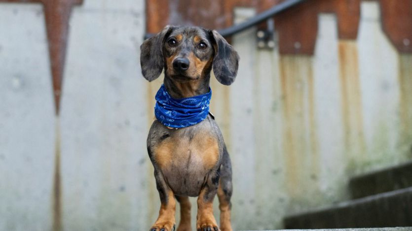 Un perro salchicha (raza dachshund o teckel)