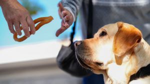 Los perros guía de la ONCE 'piden' que no los distraigas con alimentos