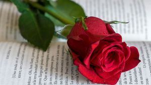 Día de Sant Jordi: libros y rosas