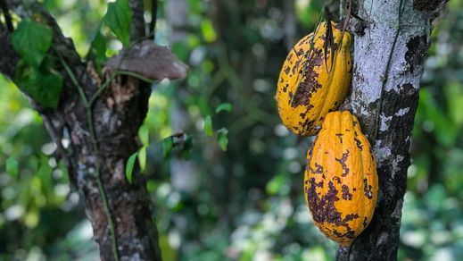 Árbol de cacao para hacer chocolate