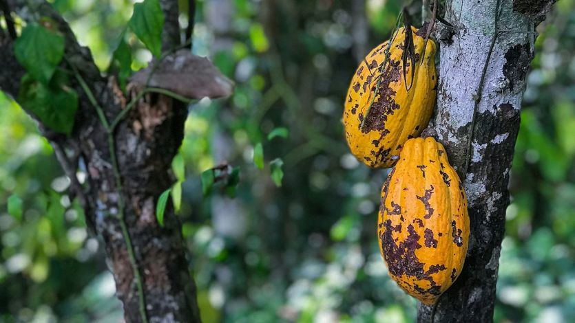 Árbol de cacao para hacer chocolate
