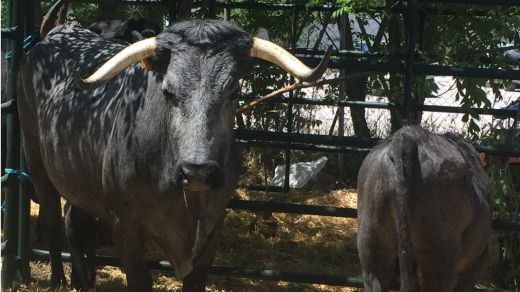 La Ganadería Morucha triunfa en el Salón del Campo