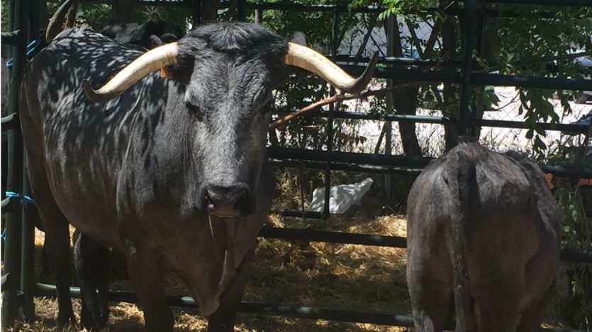 La Ganadería Morucha triunfa en el Salón del Campo