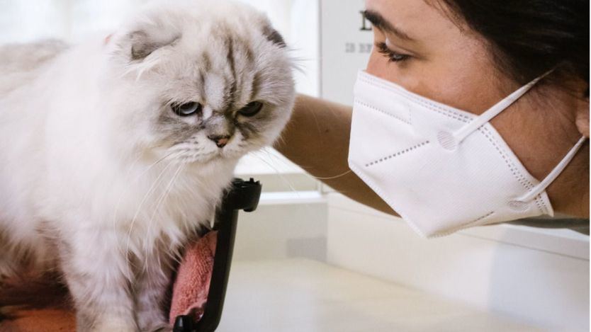 Gato en el veterinario