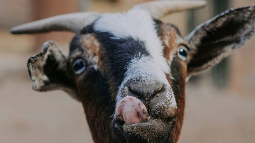 Una cabra