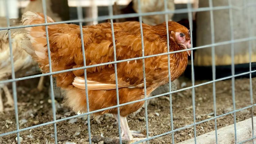 Gallinas en un corral