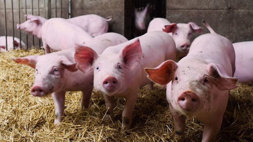 China se venga con el cerdo procedente de Europa tras los aranceles para sus coches eléctricos: España tiembla