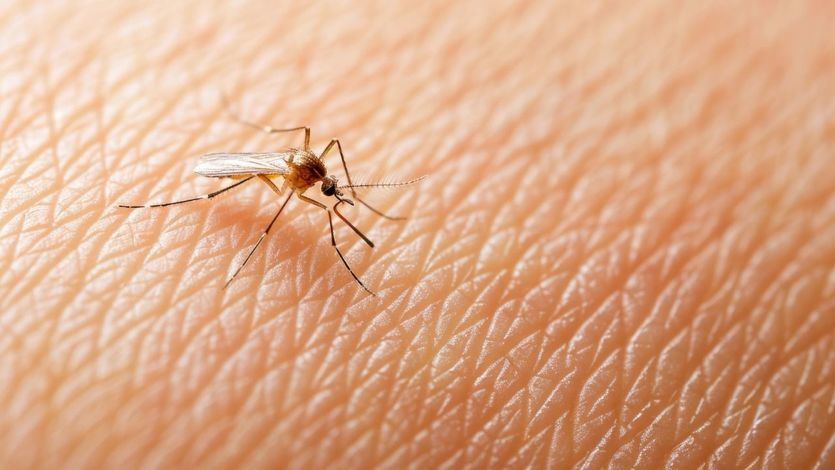 Mosquito del género Culex