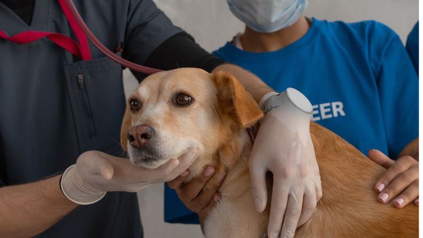 Veterinario atendiendo a un perro