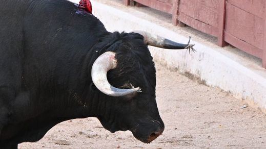 Los sospechosos pitones de alguno de los toros lidiados.